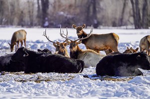Winter in the Northwest: Big Game Hunting License Impacts - Colorado Outdoors Online