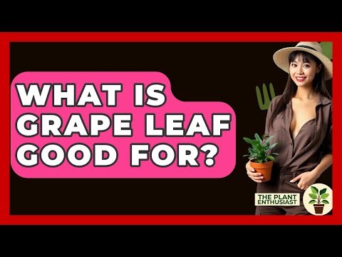 What Is Grape Leaf Good For? - The Plant Enthusiast