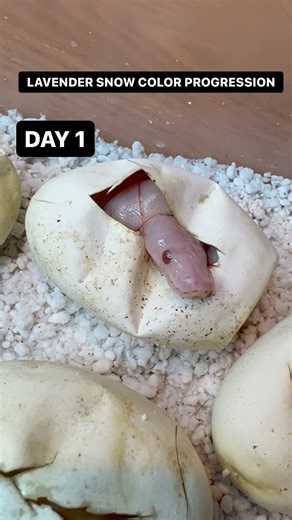 Lavender Snow Ball Python COLOR TRANSFORMATION!