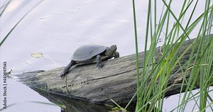 Turtle in natural habitat. European pond turtle (Emys orbicularis). Portrait of large river turtle which sticks its head out of the shell on the riverbank. Turtle on a log near river. Summer sunny day