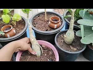 Adenium soft and shrinkning caudex# how to heal it# care