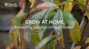 4K views · 61 reactions | Don’t forget that some soft fruit trees, such as peaches, might need extra protection as the weather gets colder. Not sure how to do it? Peter Adams at RHS Garden Rosemoor explains. www.rhs.org.uk/growathome?utm_source=social&utm_medium=organic&utm_campaign=autumnclean #GrowAtHome | RHS - Royal Horticultural Society | Facebook