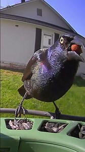 Common Grackle #birds #birdsounds #birdwatching