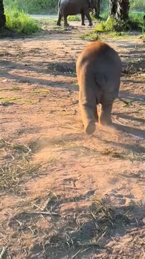 Adorable Baby Elephant's Fast Run to Mom😂🐘💨 #babyelephant #cuteanimal #wildlife #shorts
