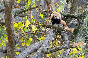 Red pandas at Vienna zoo
