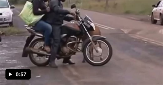 Goat attacking people - Video