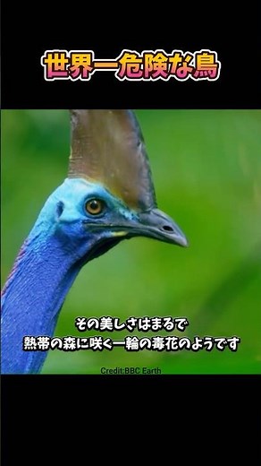 世界一危険な鳥ヒクイドリ