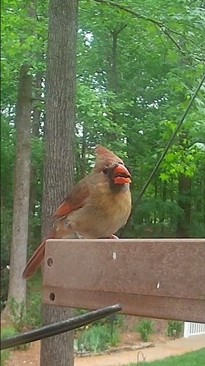 Female Northern Cardinal Enjoys a Quiet Snack
