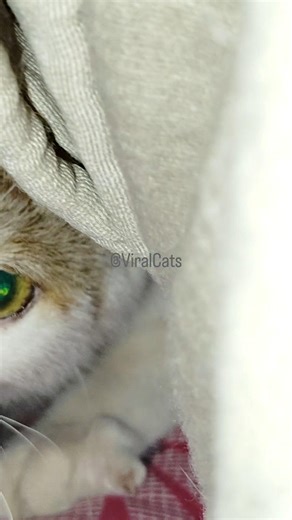 Cute Cat Funny Reactions! 😂 | Bengali Cat Video