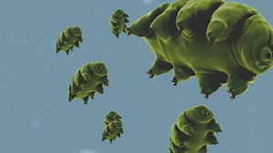 Microscopic, Biology, Animal