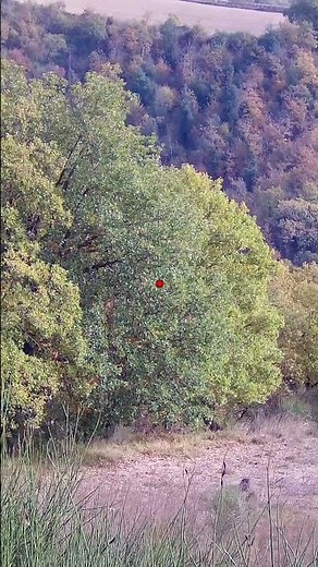Caccia al cinghiale 2025/2026 #hunting #chasse #cinghiale #domuzavi #sanglier #caccia #wildboar