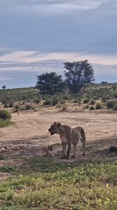 mom, cub & the brave Jackal The Jackal followed them all the way, just to make sure they won't change direction towards the Jackals cubs. Follow me Sightings by Phil for daily wildlife clips. 🙏 #lionsofafrica #lions #lioncub #cuteanimals #babyanimals #africanwildlife #africananimals #africansafari #kgalagaditransfrontierpark | Sightings by Phil