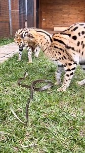 #leopard #vs #snake | Afunwa Elotanna