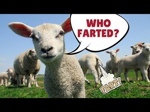 Sheep fart, sheep farting, sheep farts, sheep farting, sheep virus farts, sheep virus art fart