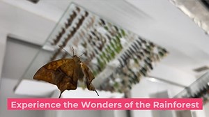 13K views · 11 reactions | Step inside the largest butterfly conservatory in the country at Butterfly Wonderland, one of Scottsdale's top-rated attractions. Explore the amazing life of the butterfly from caterpillar to chrysalis to the moment it spreads its wings and takes flight. Plus, get up close to more amazing rainforest animals from the land and the sea on your adventure! Located at Arizona Boardwalk in Scottsdale. | Butterfly Wonderland | Facebook