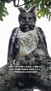 Meet The Harpy Eagle - Nature’s Royal Predator | Facts Fusion