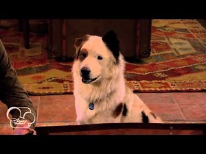 Dog With A Blog - Stan Talks To Gran