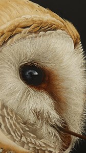 240K views · 777 reactions | Barn Owl II… currently hung in...