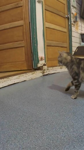 Let the tail go 🥹 #kitty #meow #catlove #lovecats #catlife #catlover #pets | Mrdiedie