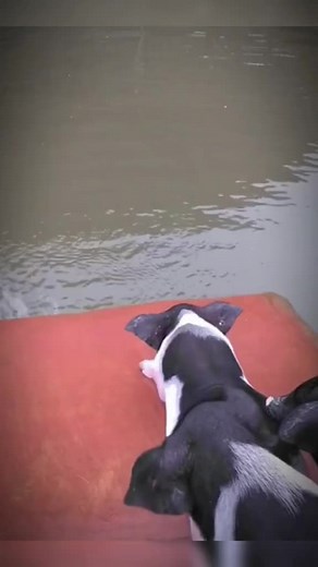 1.4K views | Funny video animals | Happy Birthday Wishes Pictures | Facebook