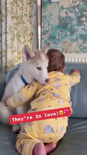 Adorable Husky and Baby Love Story