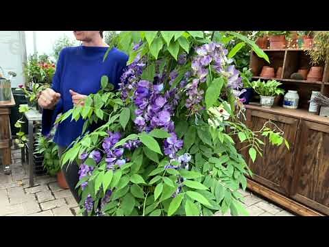 Cottage Farms 1-Piece Amethyst Falls Wisteria Vine Live Plant on QVC