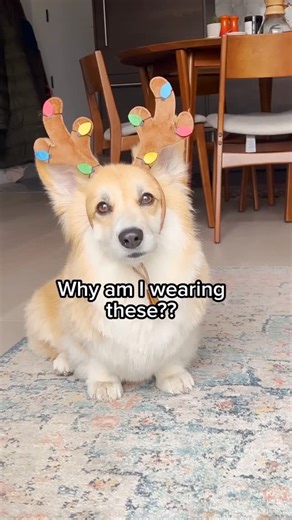 🐶 Maxine the Fluffy Corgi on Instagram: "Looks like a potato, built like a Ferrari… We feed Maxine @sundaysfordogs because it’s just real food. Clean, nutrient-dense, and made with 100% whole ingredients; no synthetics, no fillers, no mystery stuff. It’s gently air-dried, so the nutrients actually stick around, and I know she’s getting a balanced, high-quality meal straight out of the bag. When your dog lives life at full throttle, what you fuel them with matters. We highly recommend giving Sun