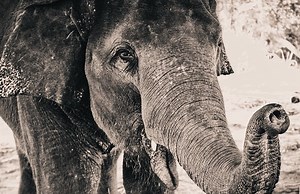 Why Do Elephants Rarely Get Cancer & What It Means For Us?