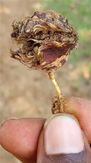 ma thammudu ki kothaga auto nerpisthu||unnanu ala nerchukuntu||okka manchi spot ki#tree #plants