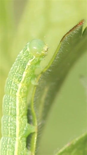 A cabbage looper #nature #facts #cabbagelooper #insects #macro #wildlife #photography #shorts #2026