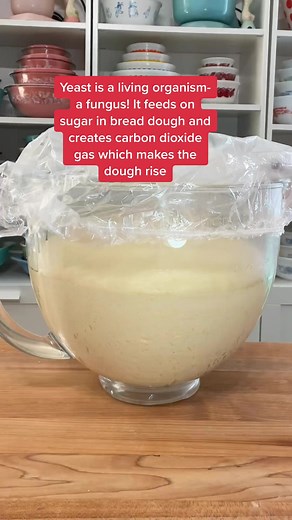 Understanding How Yeast Works in Baking