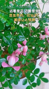 遠看是花，近看是蟲，昆蟲界的“花仙子”蘭花螳螂美得讓人驚艷 🦋🎨網友：大自然的擬態神作 #動物 | 中国新闻社