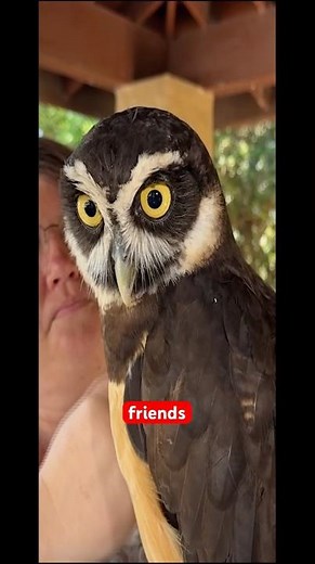 Birds of Prey