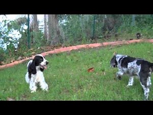Playful black and white English Cocker puppy