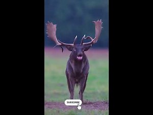 Giant Moose Speaks! Unbelievable Vocalizations in the Wild