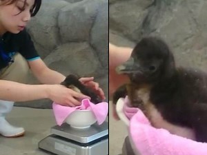 Watch | Meet the world’s first penguin born via artificial insemination