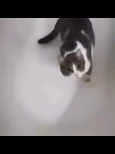 Goofy Cats: Fun and Silly Moments