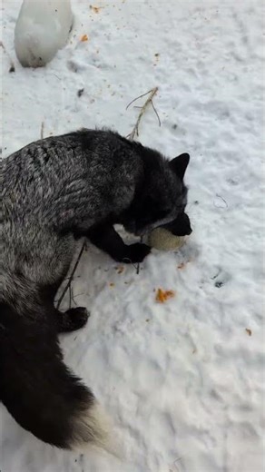 Giving the pokemon foxes a cantaloupe
