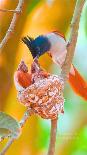 Morning Birds Singing 🐦 | Relaxing Early Bird Songs for Peace, Focus & Nature Sounds