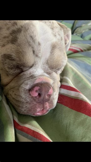 Minnie Moo ❤️ #minnie #fyp #moomoo