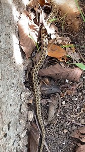 Checkmate ♟ The checkered garter snake is harmless to humans but can emit a foul-smelling liquid if threatened. They live near water and feast on frogs, fish and earthworms. #WildlifeWednesday | Texas Parks and Wildlife