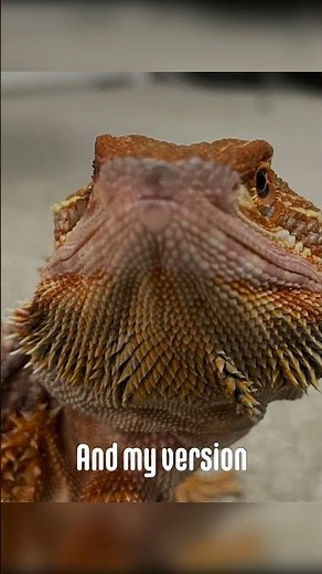 Recreating lizards memes with my lizard#meme #lizard