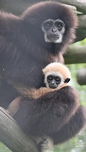 We’re thrilled to introduce our baby White-handed gibbon, born to parents Maya and Erawan on February 26! This little one has completely stolen our hearts. It’s the zoo’s first gibbon birth in 10 years, and we are absolutely OBSESSED. 😍 White-handed gibbons are endangered apes native to Southeast Asia, known for their incredible agility and melodic calls. They live in monogamous pairs, and both males and females can have either black or tan fur. 🌏 While we haven’t been able to determine the ba