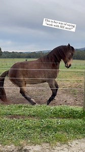 3.3M views · 114K reactions | If I let my horse say no, will he say...