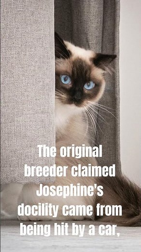 Ragdoll Cats vs Regular Cats: The Ultimate Comparison