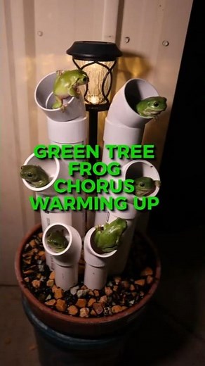 Warming Up The Frogophone (Frog Hotel Croaks!)