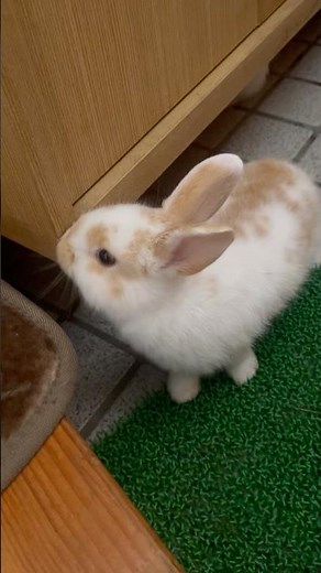 Adorable Bunny Family Playing Together – Cutest Moments Captured