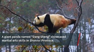 528 reactions | Giant panda exhibits impressive martial arts skills A giant panda girl was recently filmed showing off her martial art skills on a tree, presenting a real-life Kungfu panda in northwest China's Shannxi Province. | BastilleGlobal | Facebook