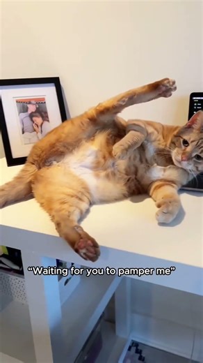 Global Server Connection Error: Unit_Orange 📂🍊🧠🚫// CORE_BEAST : Unit_Feline
