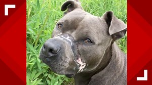 An Instagram-famous pit bull's journey from abuse to health and happiness